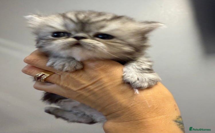 Persian cats - Advert 1