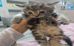 Mixed Breed cats for sale: Kittens  - Image 8