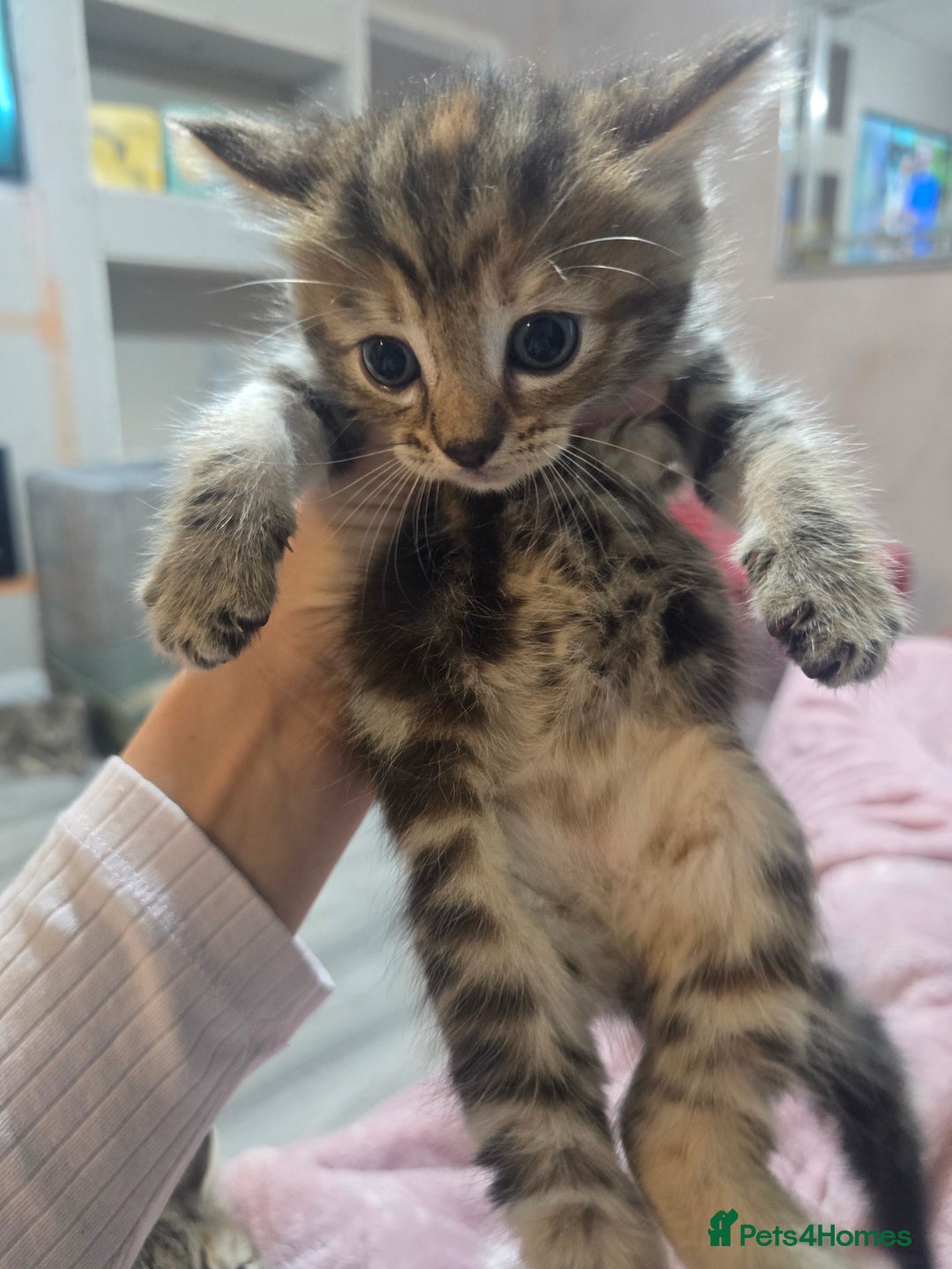 Mixed Breed cats for sale: Kittens  - Image 8