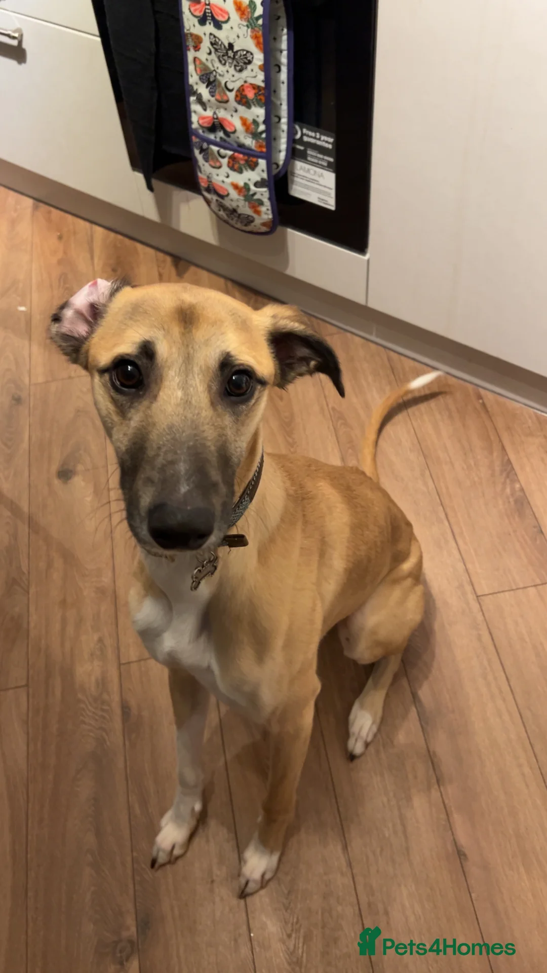 Greyhound dogs for sale: One Year Old Greyhound - Advert 1