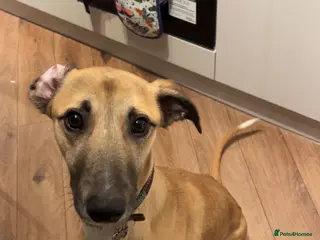 Greyhound dogs One Year Old Greyhound - Advert 1