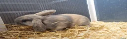Mini Lop rabbits for sale: Stunning, well-handled Mini Lops in Stanley - Advert 8