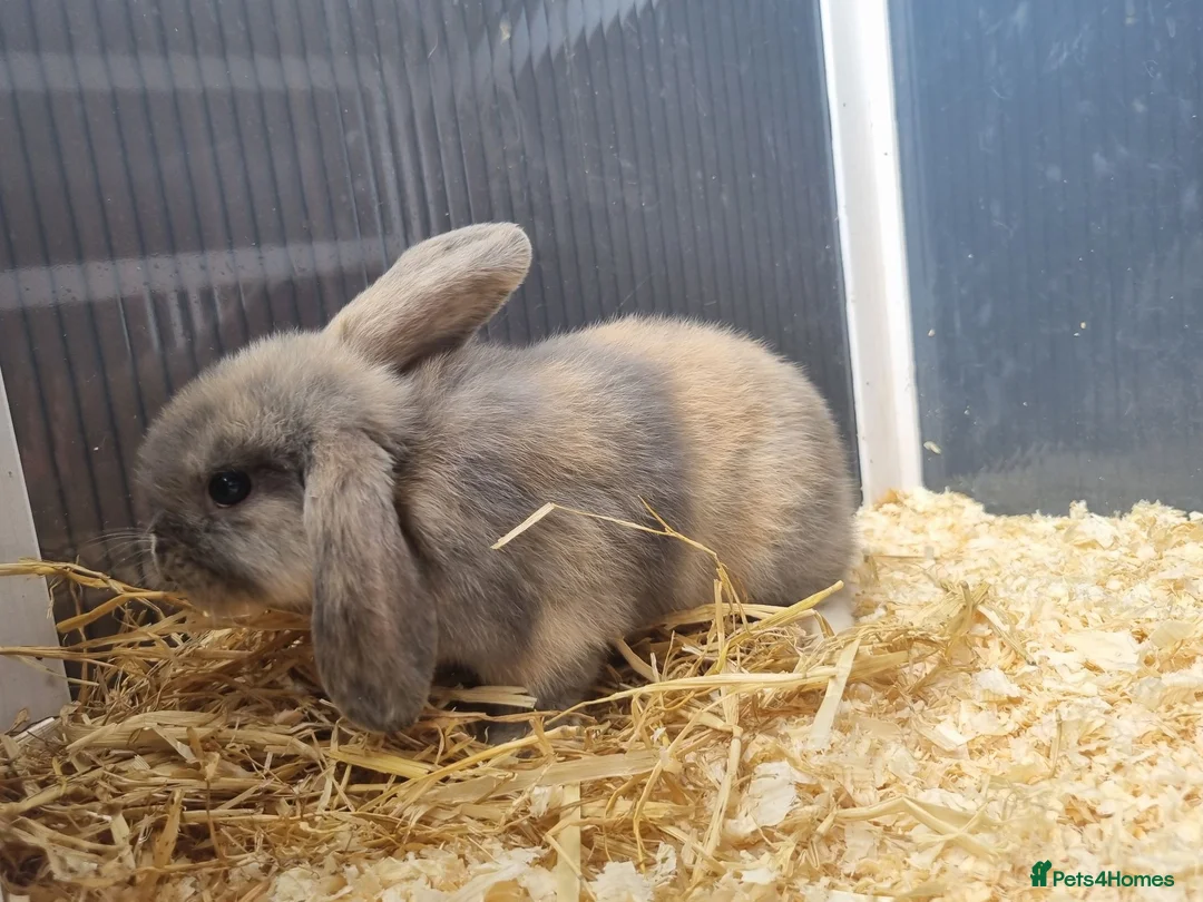 Mini Lop rabbits for sale: Stunning, well-handled Mini Lops - Advert 8