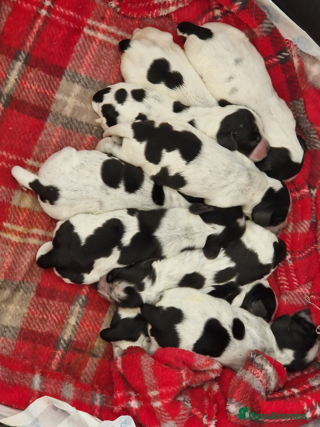 Cocker Spaniel dogs for sale: KC registered Show Type Cocker Spaniels - Image 4