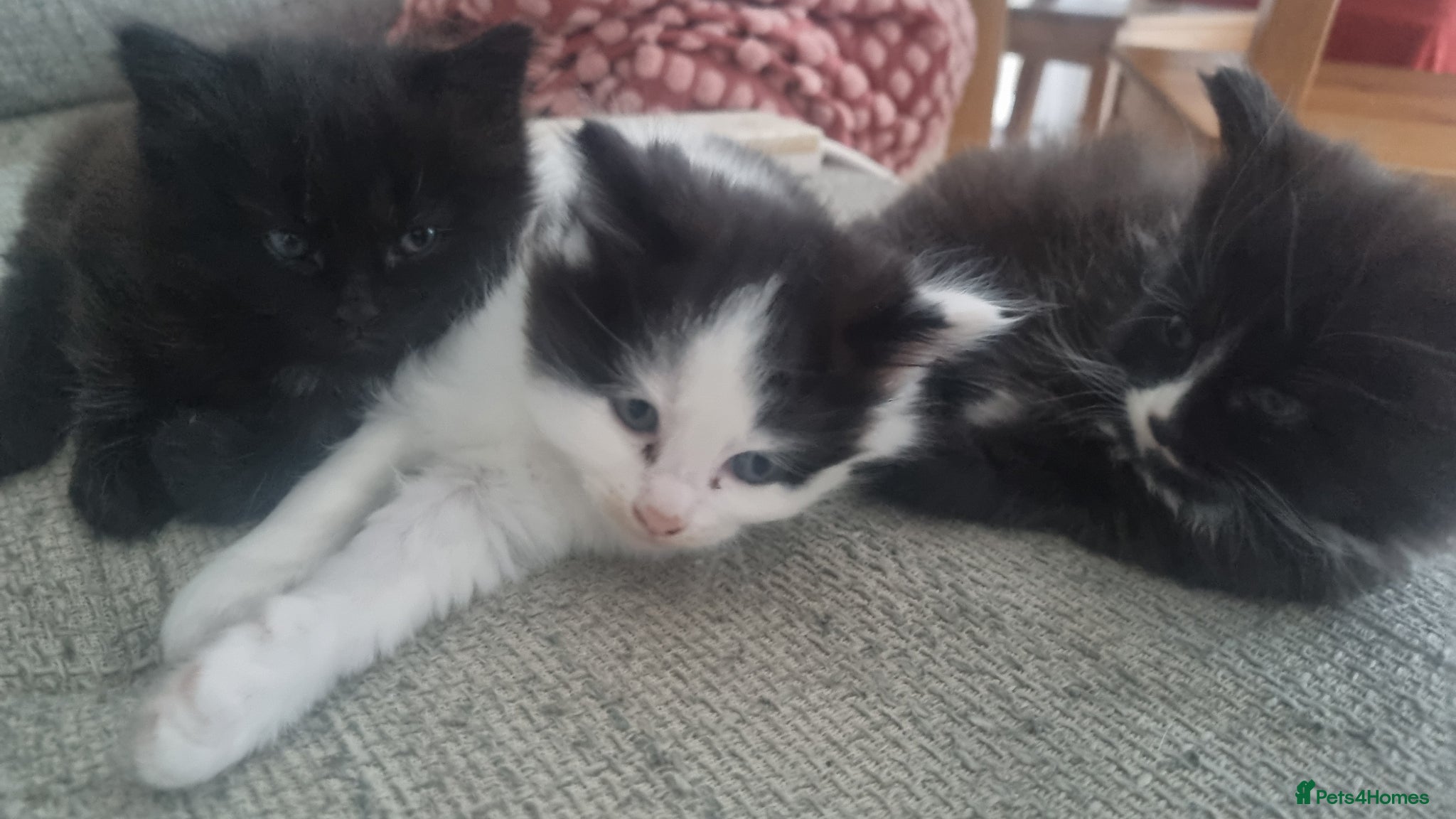 Mixed Breed cats Lovely fluffy kittens for sale - Advert 7