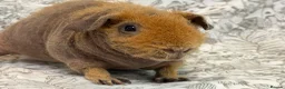 Guinea Pig rodents for sale: Skinny pig, werewolf and Baldwin youngsters/babies - Advert 10