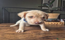 Labrador Retriever dogs for sale: Labrador retriever puppies - Image 9