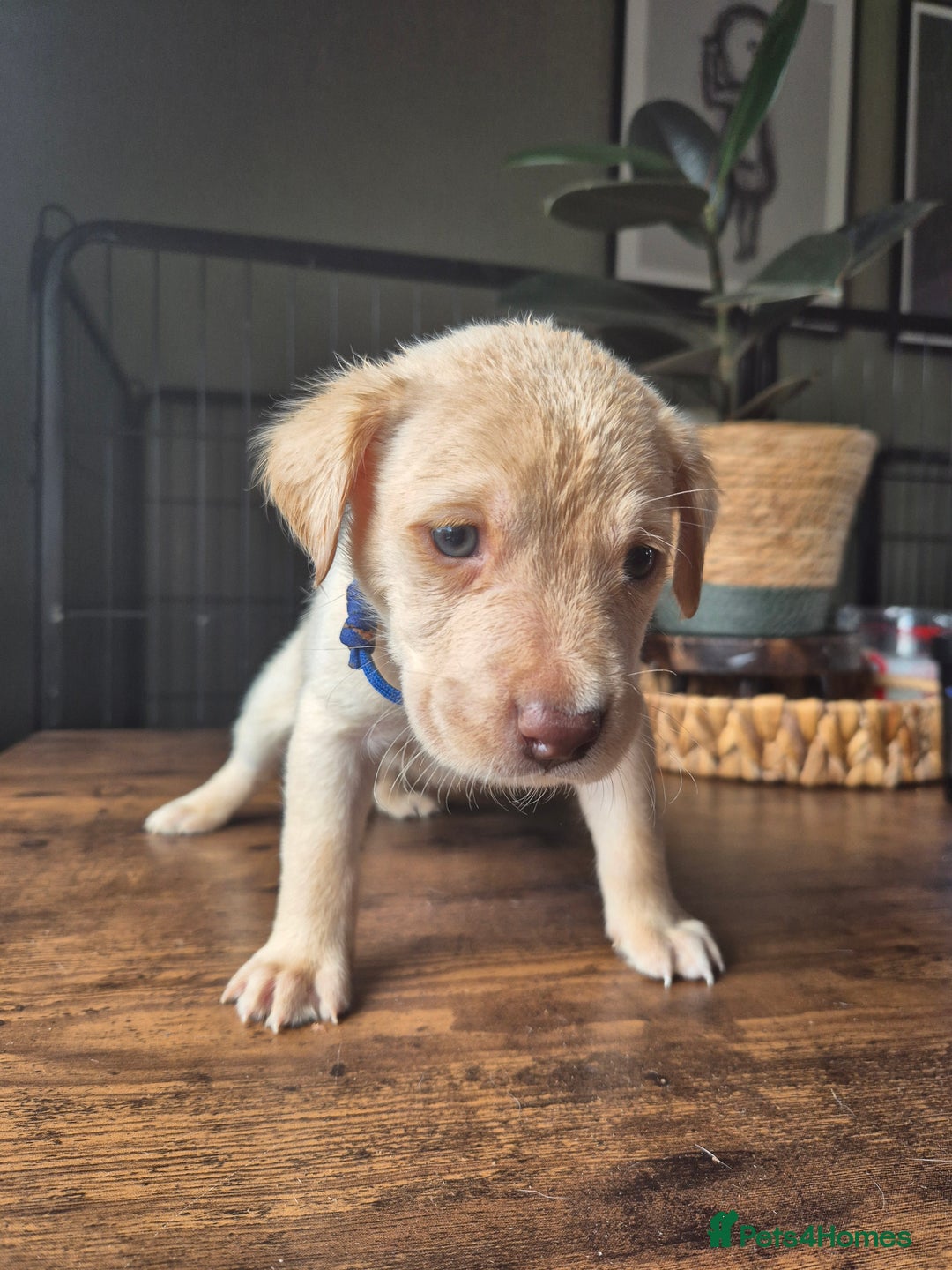 Labrador Retriever dogs for sale: Labrador retriever puppies - Image 9