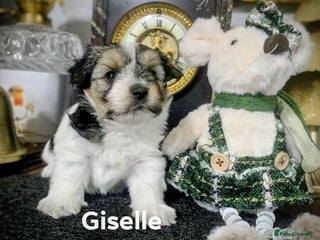 Biewer Terrier dogs Biewer Terrier puppies-White yorkie - Advert 9