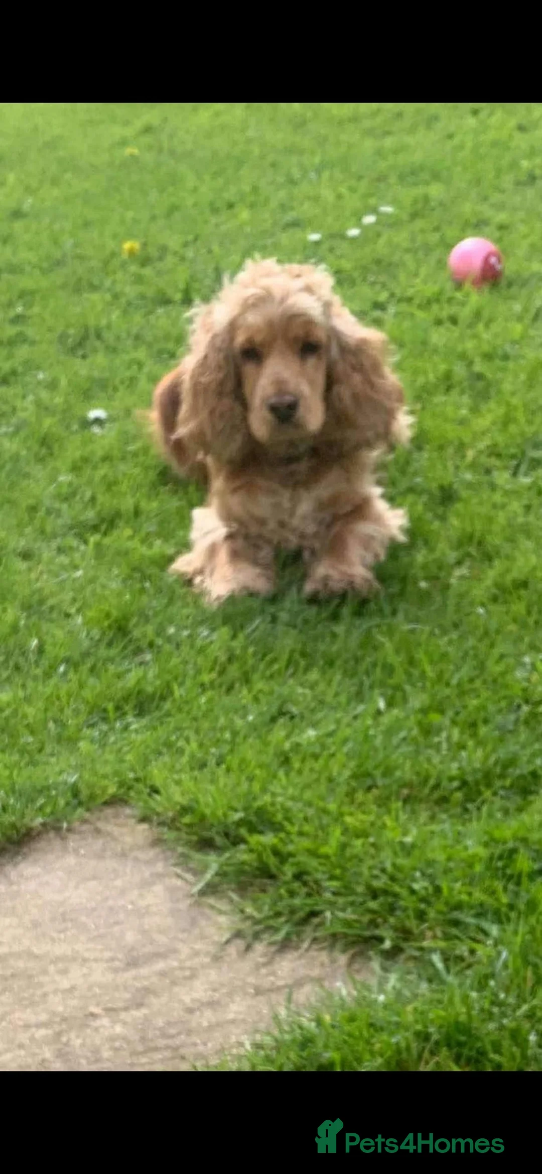 Cockapoo dogs for sale: COCKAPOO PUPPIES  in Saint Austell - Advert 1