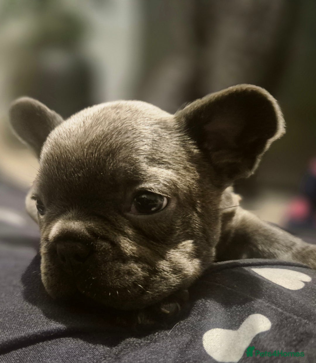 French Bulldog dogs for sale:  REDUCED ! 2 blue french bulldog boys for sale. - Advert 10