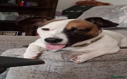 Mixed Breed dogs for sale: Bruno - Needs a New, Loving Home - Image 14