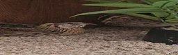 Quail poultry for sale: Young Male Quail Looking for a New Home - Advert 3