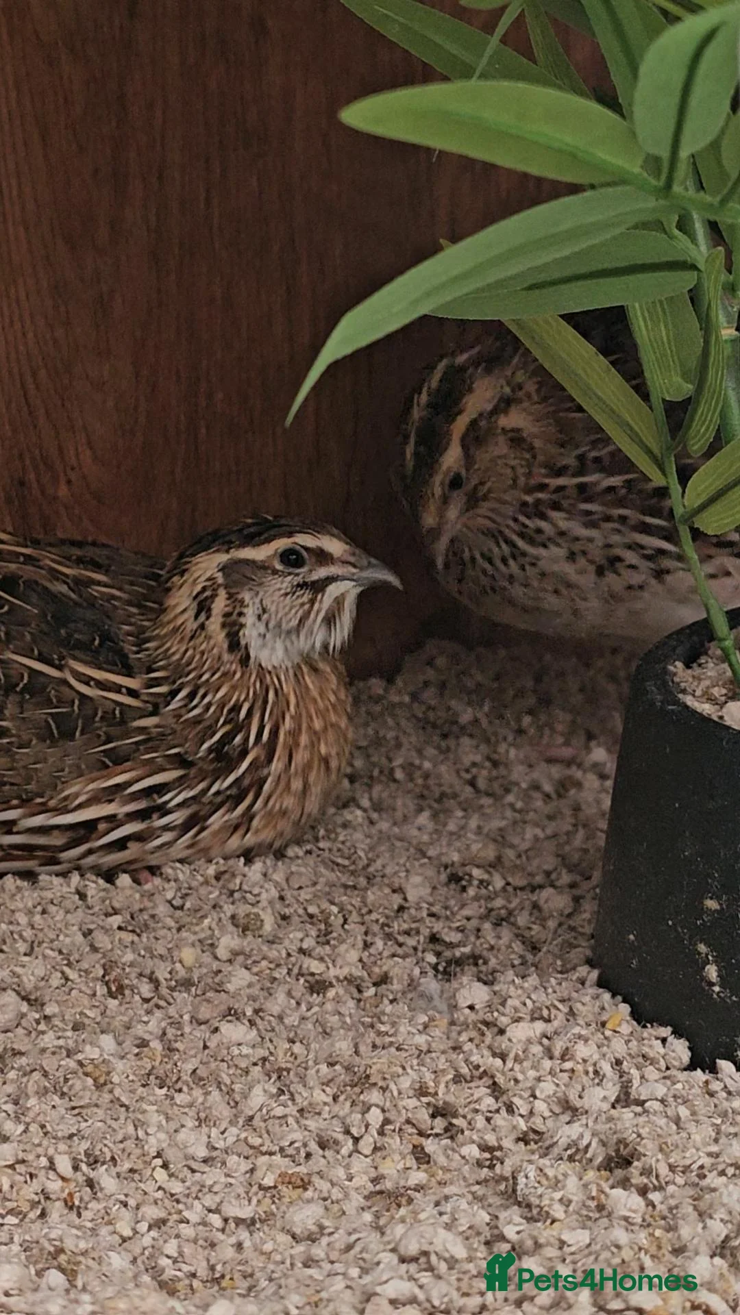 Quail poultry for sale: Young Male Quail Looking for a New Home - Advert 3