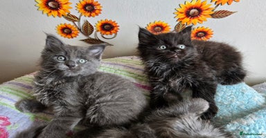 Maine Coon cats - Advert 2