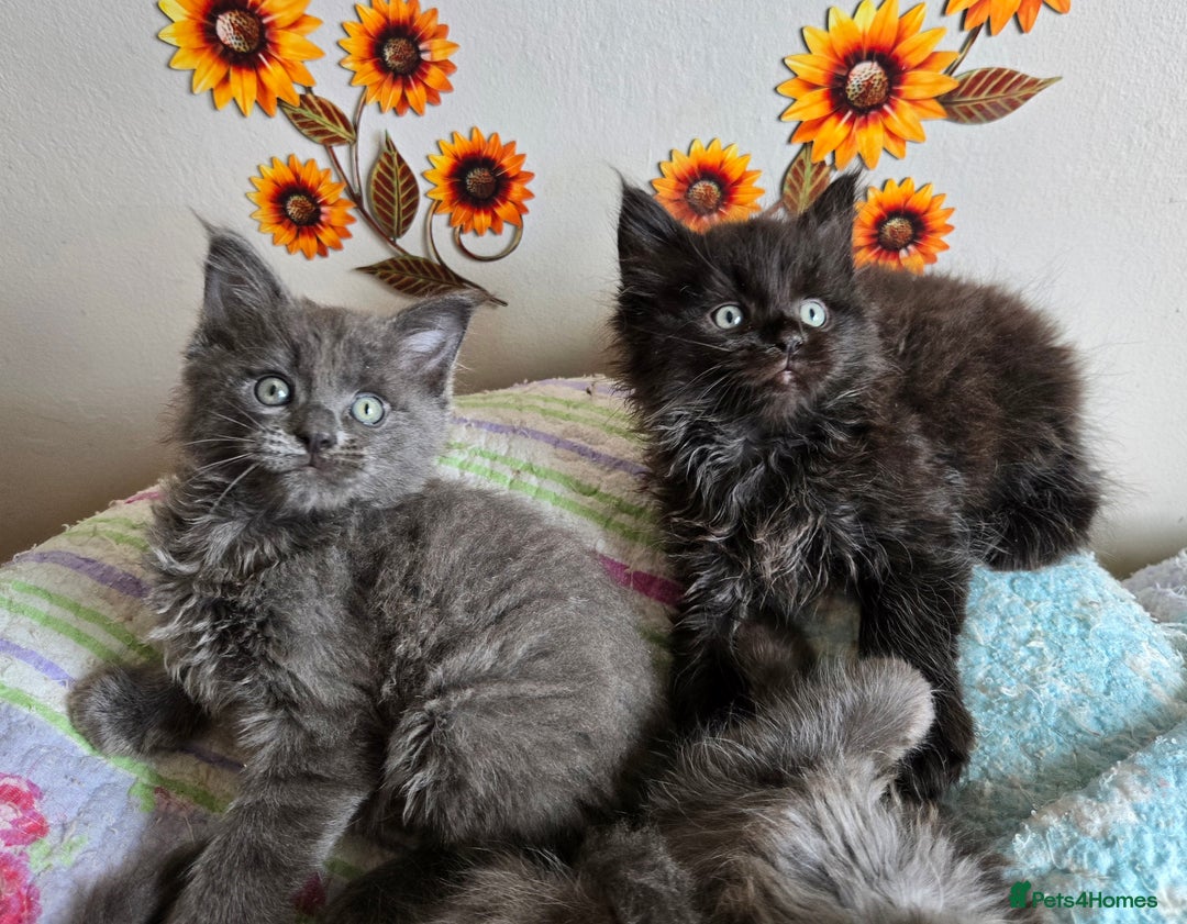 Maine Coon cats for sale: Stunning GCCF Maine Coon kittens  - Image 2