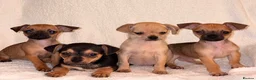 Chihuahua dogs for sale: Chihuahua Puppies  - Advert 1