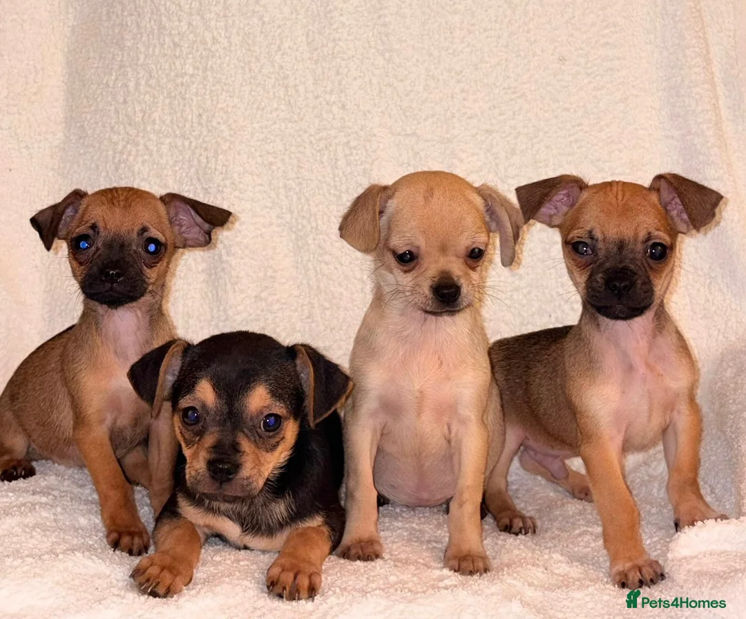Chihuahua dogs for sale: Chihuahua Puppies  - Advert 1