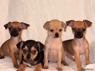 Chihuahua dogs Chihuahua Puppies - Advert 7