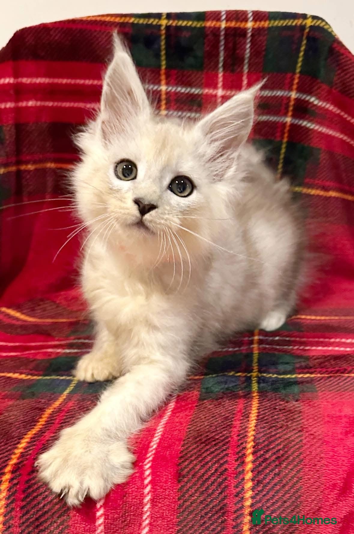 Maine Coon cats Beautiful shaded Maine coon TICA registered - Advert 9