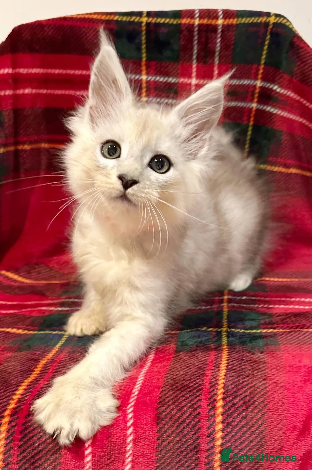 Maine Coon cats for sale: Beautiful shaded Maine coon TICA registered - Advert 1