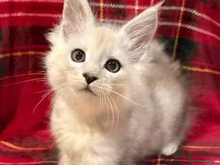 Maine Coon cats Beautiful shaded Maine coon TICA registered - Advert 9