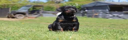 Dobermann dogs for sale: WAITLIST 2026 CEZARBLUE KC LICENSED BREEDER ⭐️ - Advert 4