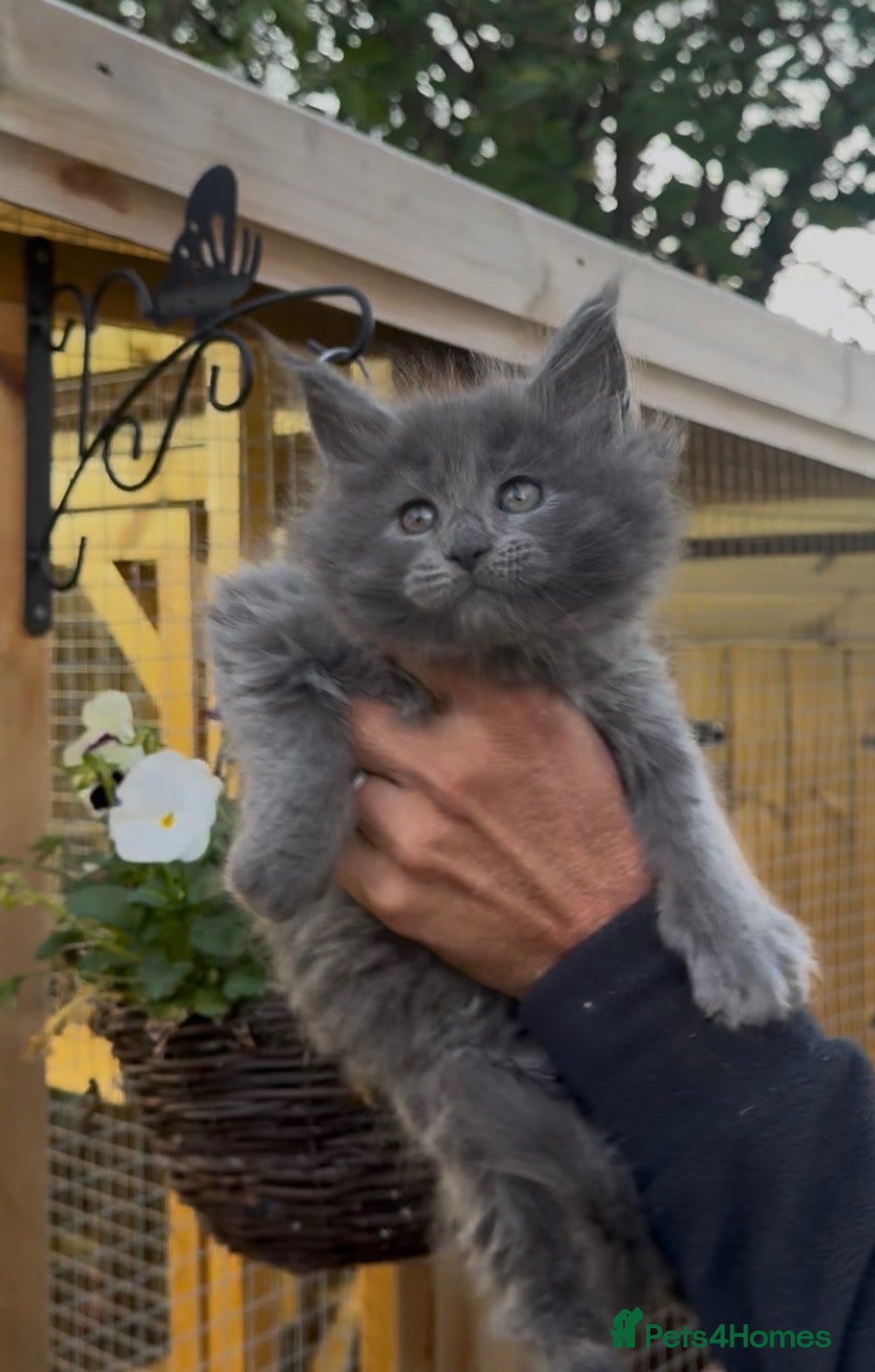 Maine Coon cats  OLISTARS STUD - LICENSED BREEDER  - Advert 1