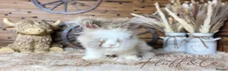 Angora rabbits for sale: PURE PEDIGREE|ENGLISH ANGORA - Advert 16