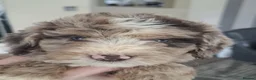 Cockapoo dogs for sale: Cockapoo puppies  - Advert 12