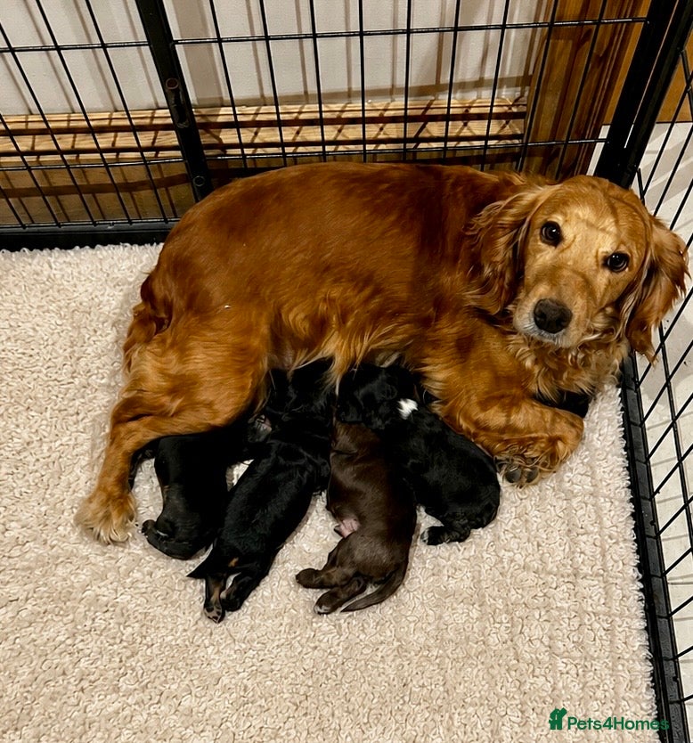 Cocker Spaniel dogs  KC Reg Beautiful Show Type Cocker Spaniel Litter - Advert 10