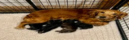 Cocker Spaniel dogs for sale:  KC Reg Beautiful Show Type Cocker Spaniel Litter - Advert 1