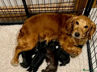 Cocker Spaniel dogs KC Reg Beautiful Show Type Cocker Spaniel Litter - Advert 10