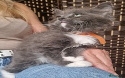 Ragdoll cats for sale: 6 CROSS RAGDOLL KITTENS WAITING FOR A LOVING HOME - Image 9
