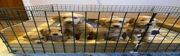 Golden Retriever dogs for stud: KCReg Proven Gorgeous Golden Retriever  - Advert 9