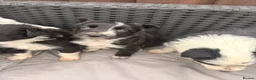 Border Collie dogs for sale: Gorgeous tri-coloured+black+white collie puppies  - Advert 11