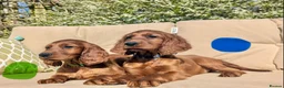 Irish Setter dogs for sale: KC registered Irish Setter Puppies  - Advert 21
