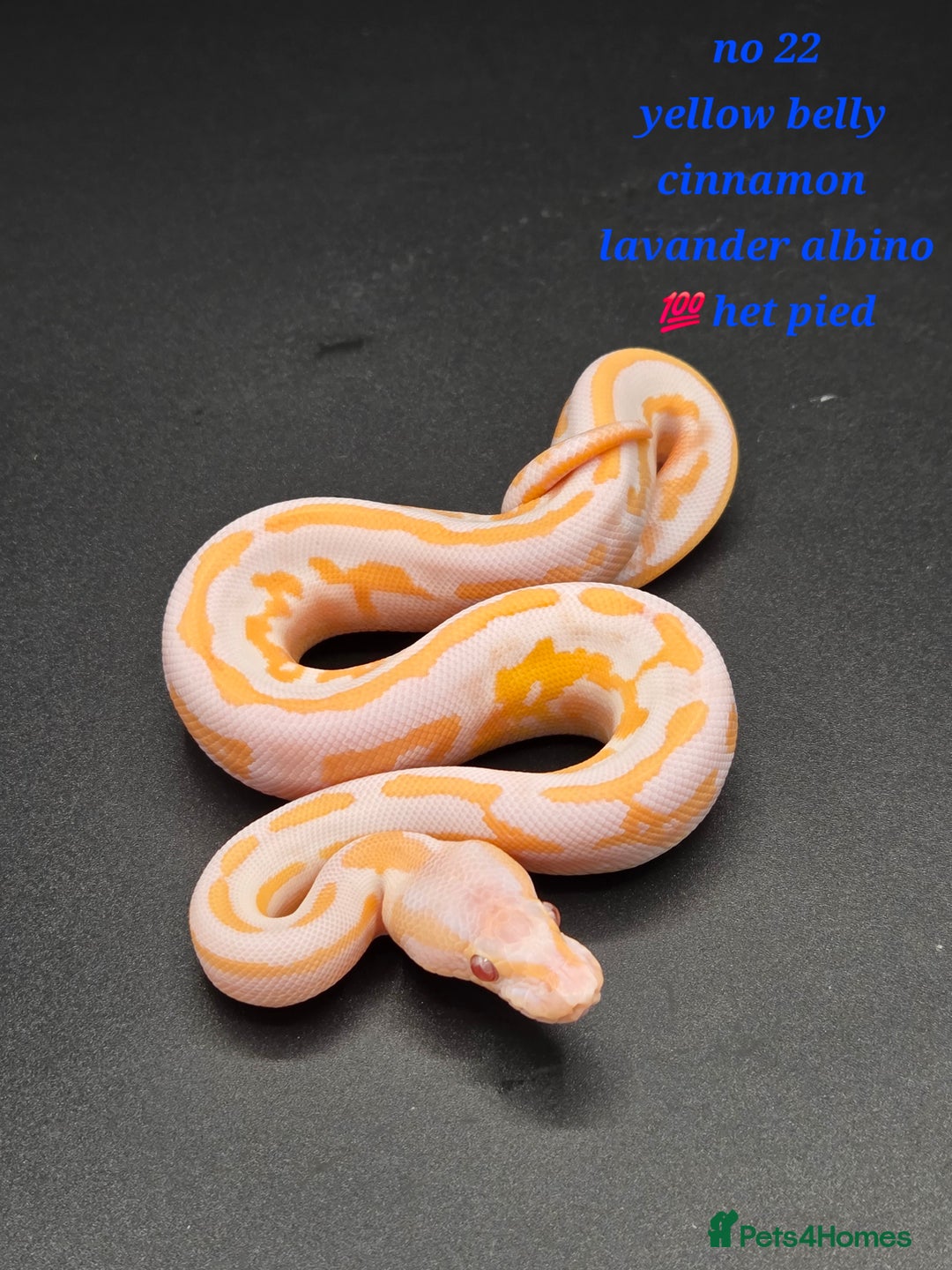 Python Snake reptiles for sale: Various ball python's  - Image 14