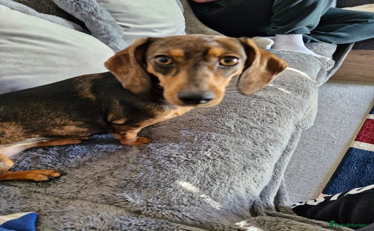 Miniature Dachshund dogs - Advert 1