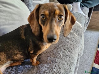 Miniature Dachshund dogs - Advert 4