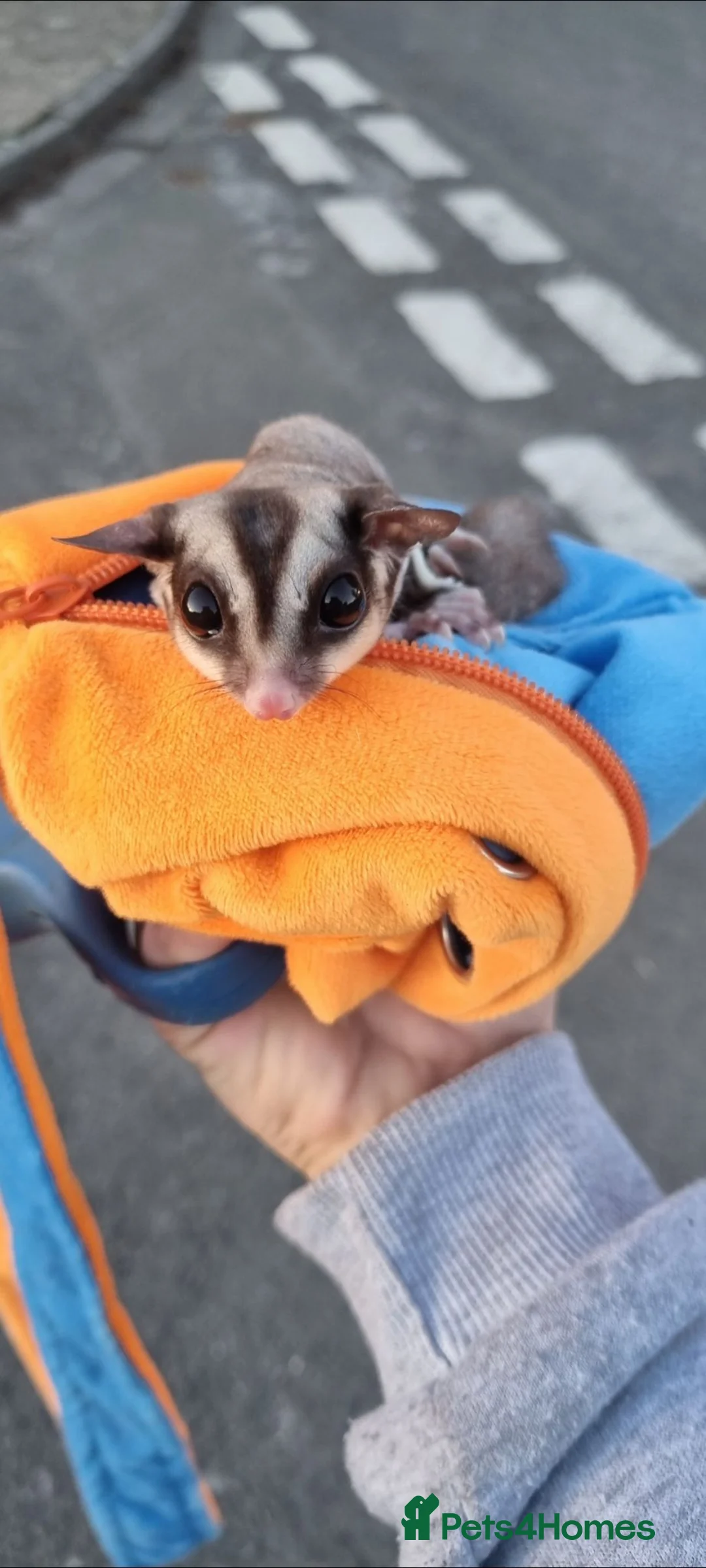Mixed Breed invertebrates for sale: Sugar glider in Nottingham - Advert 10