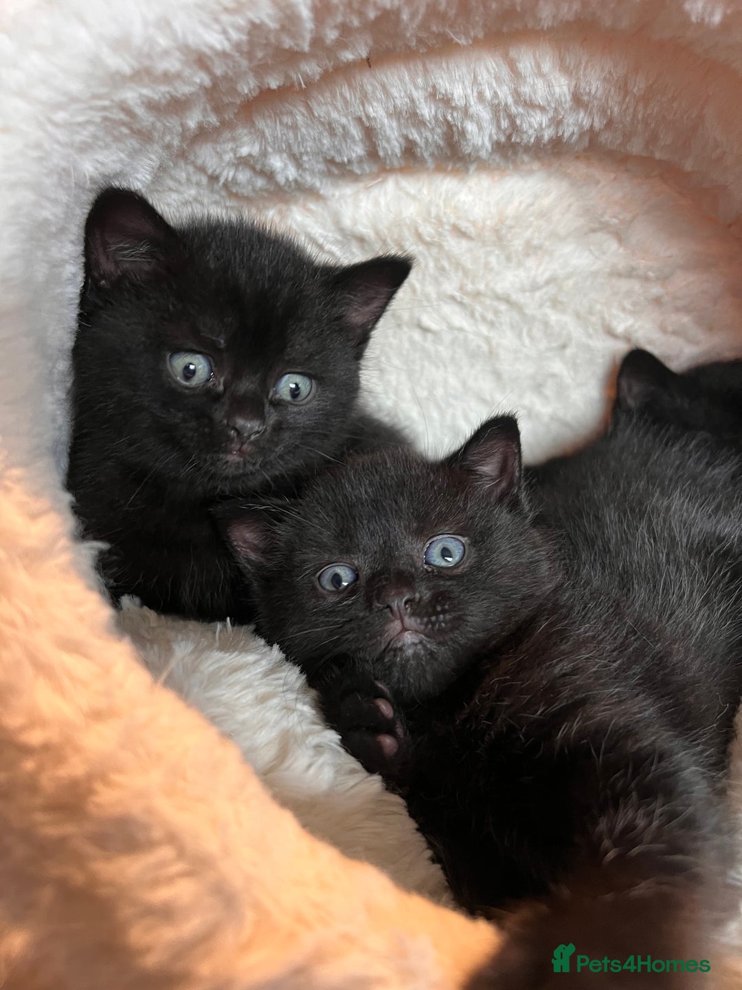British Shorthair cats for sale: Black BSH x kittens  - Image 10