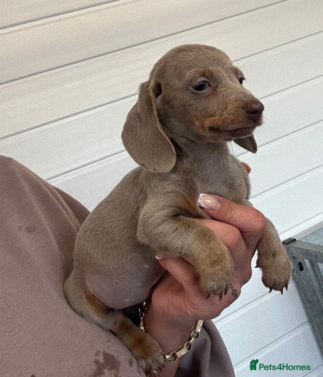 Miniature Dachshund dogs for sale: Mini Dachshund puppies for sale  - Image 8