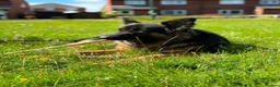 German Shepherd dogs for stud: For Stud Only Charlie  - Advert 2