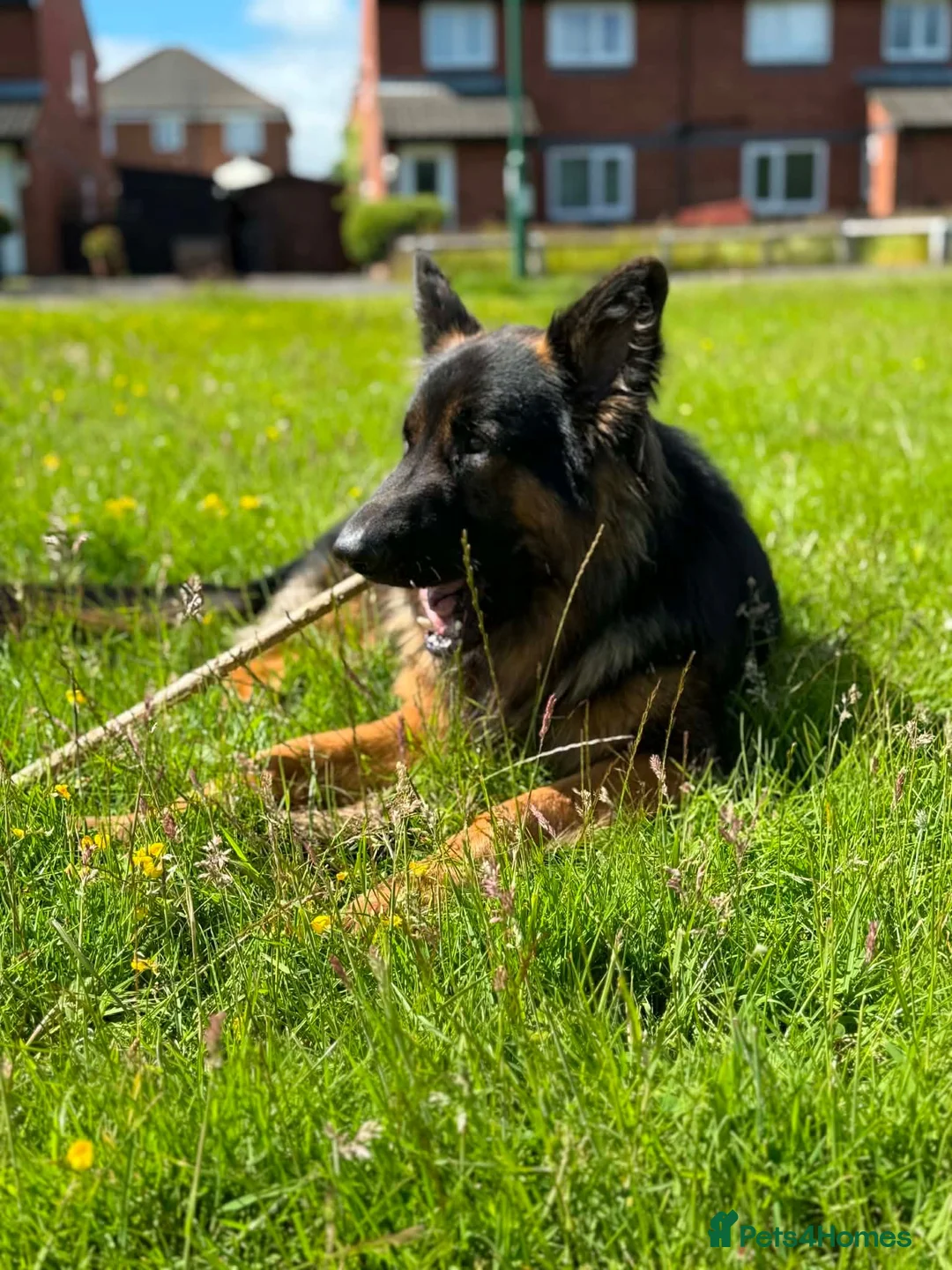 German Shepherd dogs for stud: For Stud Only Charlie  - Advert 2