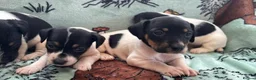 Jack Russell dogs for sale: Jack Russel puppies  - Advert 3