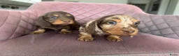 Miniature Dachshund dogs for sale: Long haired miniature dachshund pups - Advert 12