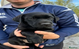 Labrador Retriever dogs for sale: Gorgeous Black Labrador Puppies  - Image 1
