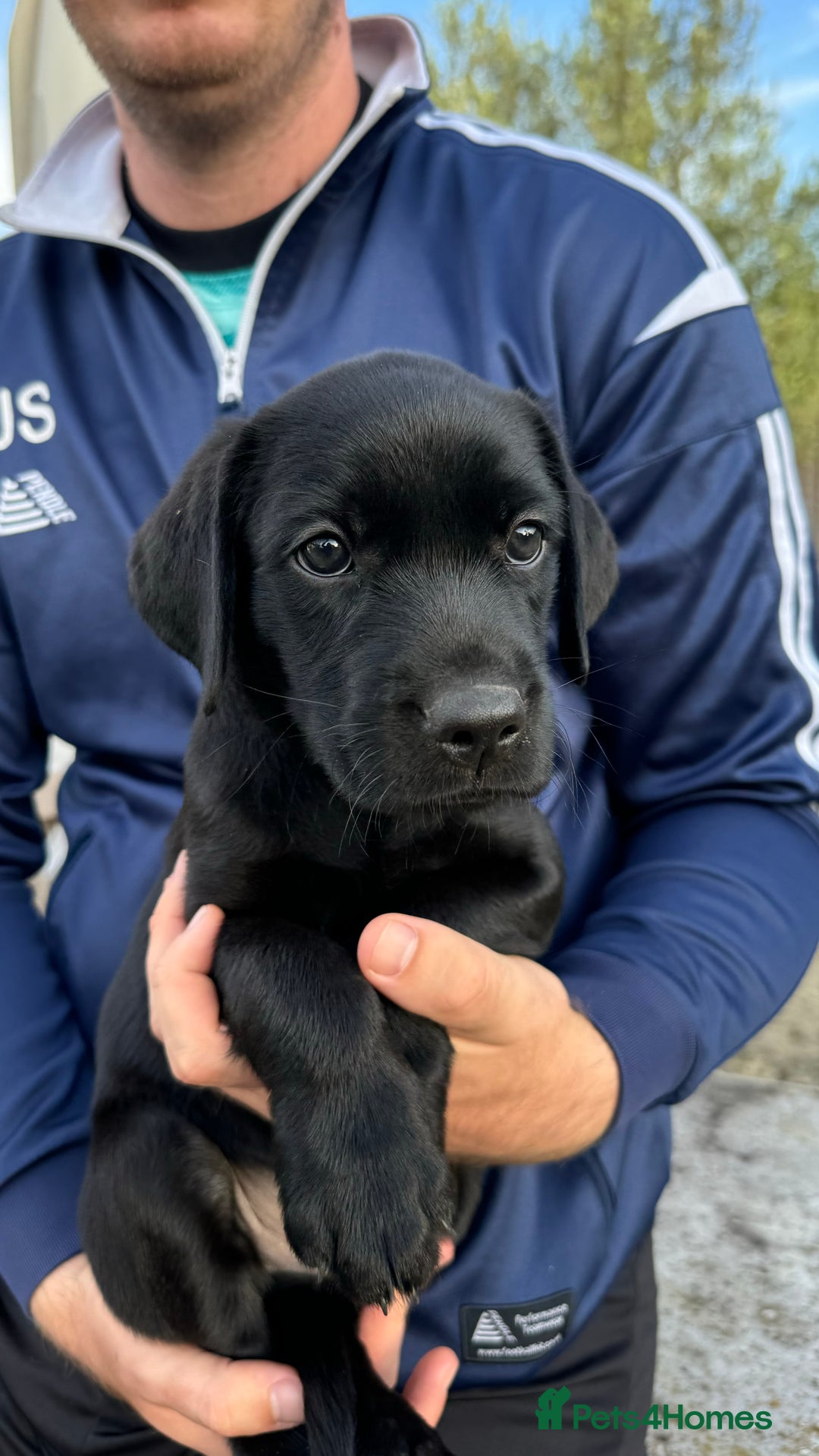Labrador Retriever dogs for sale: Gorgeous Black Labrador Puppies  - Image 1