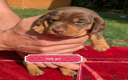 Miniature Dachshund dogs for sale: 5 beautiful chocolate and tan miniature dachshunds - Image 8